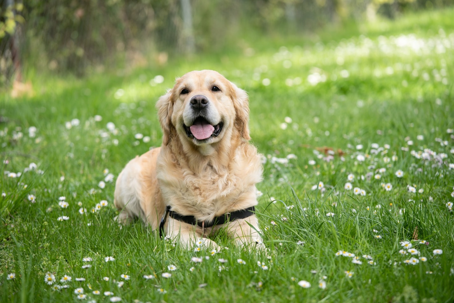 Hundetraining leicht gemacht für den Alltag