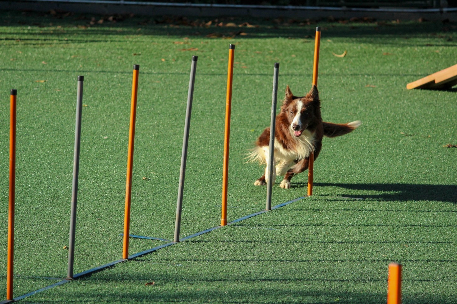 Die Bedeutung von Ruhephasen für junge Hunde