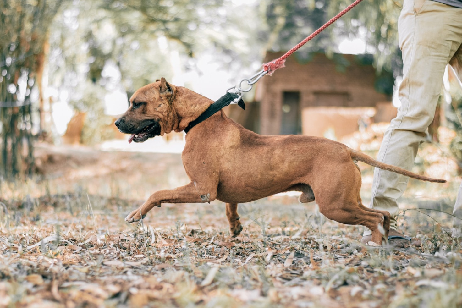 Grundsignale, die wirklich jeder Hund braucht